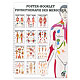 Mini-Poster Booklet: Physiotherapie