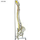 flexible Wirbelsule Standard mit Stmpfen, ohne Stativ