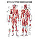 anat. Lehrtafel: Mnnliches Muskelsystem 70 x 100 cm, laminiert