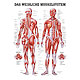 anat. Lehrtafel: Weibliches Muskelsystem 70 x 100 cm, laminiert