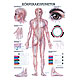anat. Lehrtafel: Krperakupunktur 70 x 100 cm, laminiert
