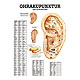 anat. Mini-Poster: Ohrakupunktur 24 x 34 cm, laminiert, zweisprachig