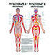 anat. Poster: Physiotherapie Bindegewebsmassage, 50 x 70 cm, Papier