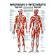 anat. Poster: Physiotherapie Triggerpunkte, 50 x 70 cm, Papier