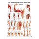 anat. Poster: Die Armmuskulatur des Menschen 50 x 70 cm, laminiert