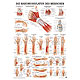 anat. Poster: Handmuskulatur des Menschen 50 x 70 cm, Papier