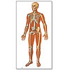 Anatomische-Wandkarten 84 x 200cm