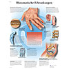 Anatomische Lehrtafeln