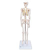 Mini-Skelette